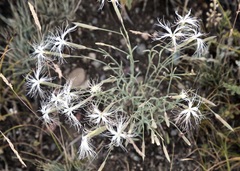 Dianthus kuschakewiczii, photograph (c) Dr. Alexey Yakovlev, some rights reserved (CC BY)