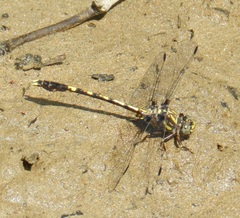 Progomphus obscurus