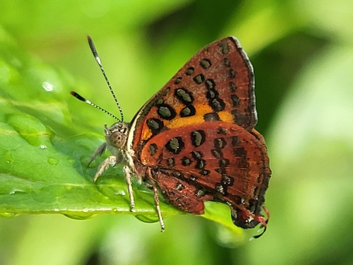 Common Scarlet