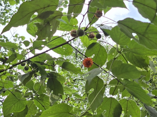 Paper mulberry
