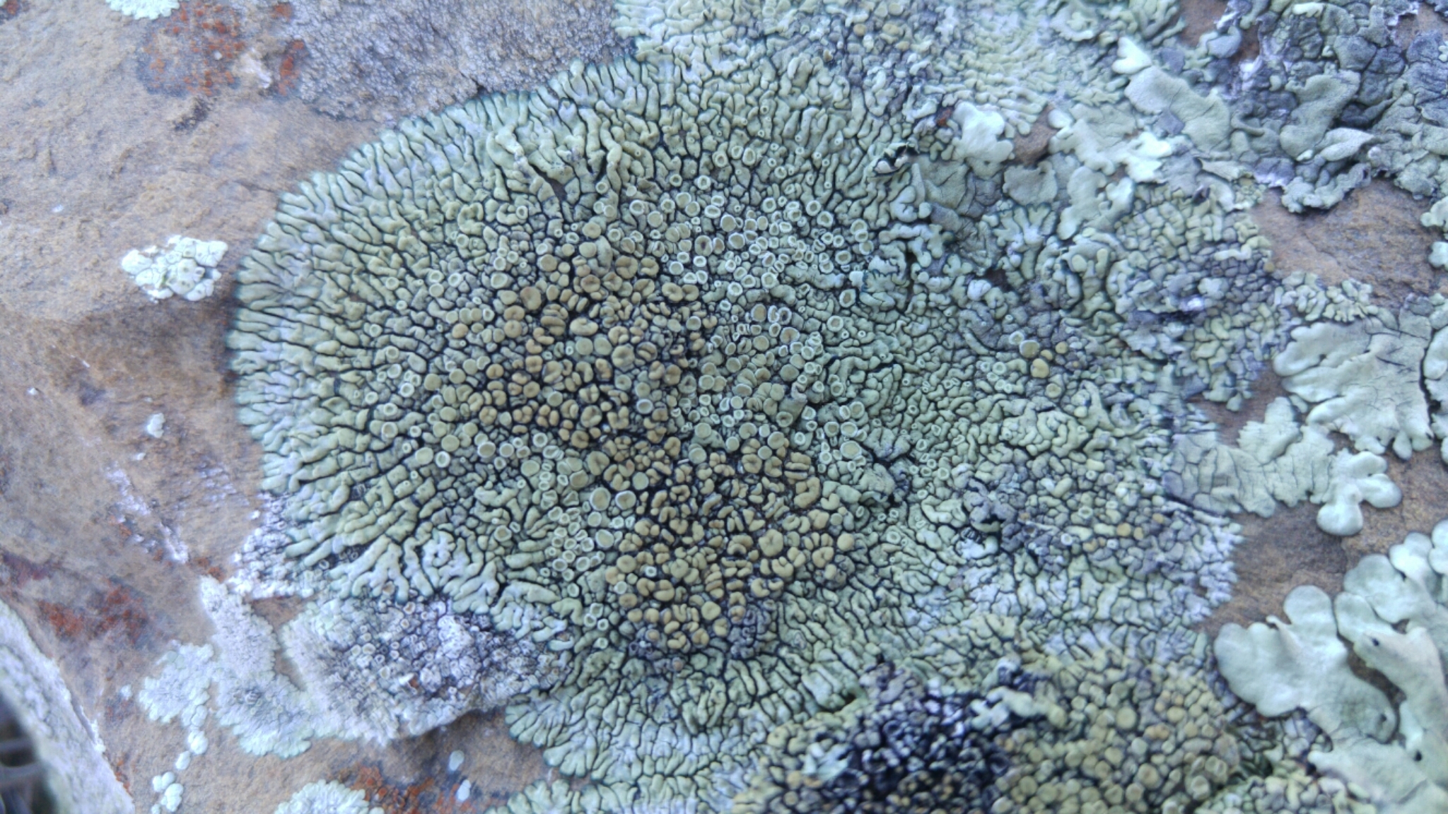 Lecanora muralis image