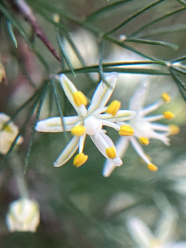 Asparagus suaveolens, photograph 3