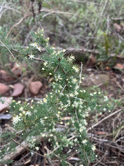 (c) André Deschodt, some rights reserved (CC BY) Asparagus suaveolens, photograph (c) André Deschodt, some rights reserved (CC BY)