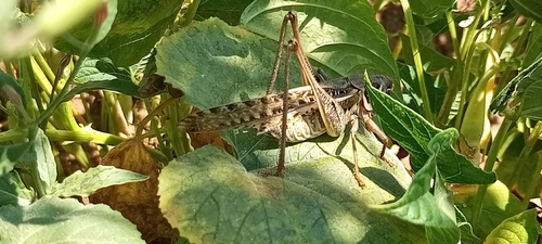 White-faced Bush-cricket