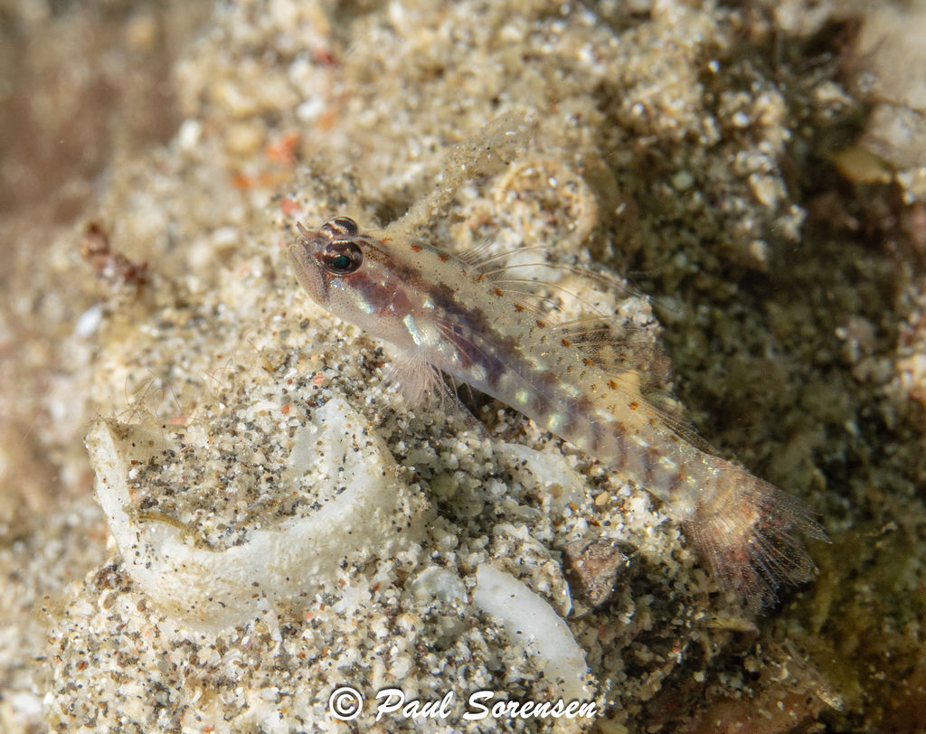 Shimada's Dwarfgoby