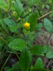 Crocanthemum carolinianum