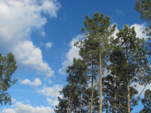 Maritime pine (Pinus pinaster)