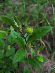 Crocanthemum carolinianum