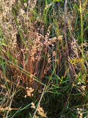 Juncus capensis