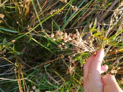 Juncus capensis