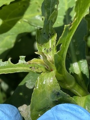 Amynothrips andersoni