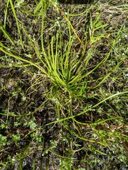 Triglochin scilloides