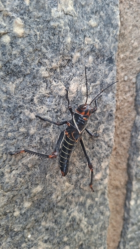 Violet-winged Grasshopper