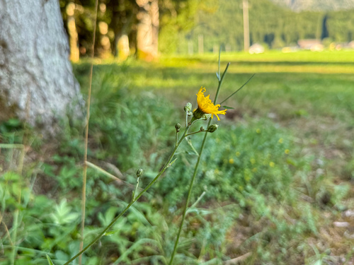Hieracium laevigatum, 2026-07-17