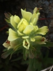 Castilleja affinis neglecta