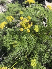 Lomatium grayi