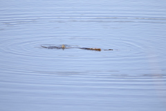 Lepisosteus platyrhincus