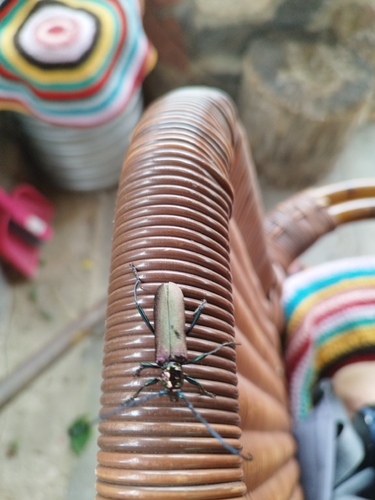 Musk beetle