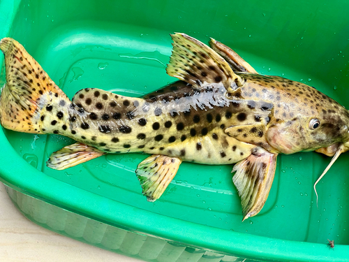 Longsnout squeaker (Synodontis longirostris) — Mochokidae