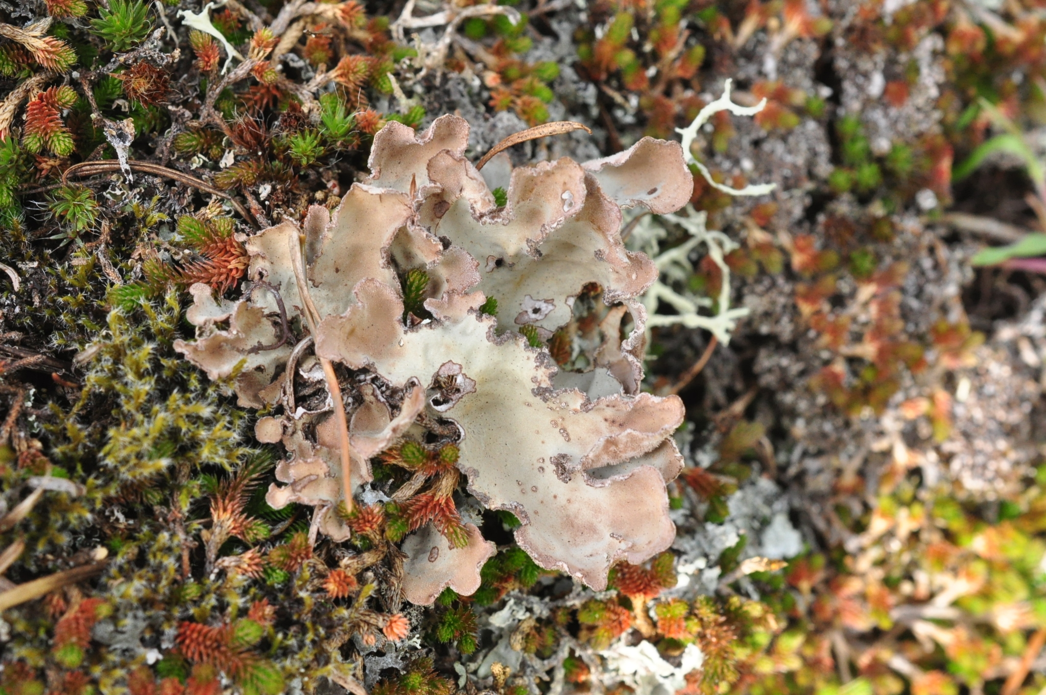 Lobaria scrobiculata image