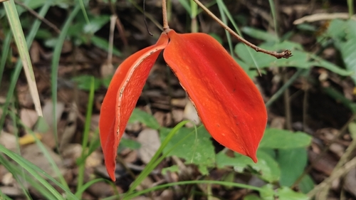 Sterculia lanceolata, photograph 1