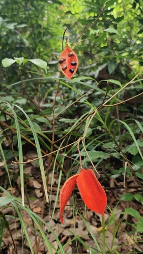 Sterculia lanceolata, photograph 2