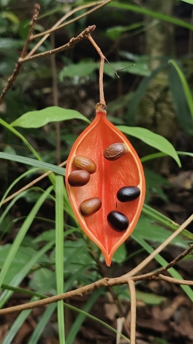 Sterculia lanceolata, photograph 3