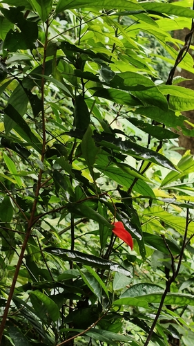 Sterculia lanceolata, photograph 4