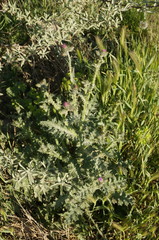 Carduus arabicus