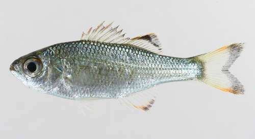 Aholehole (Kuhlia marginata) — Kuhliidae — 2