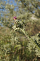 Carduus arabicus