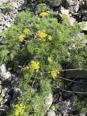 Lomatium grayi