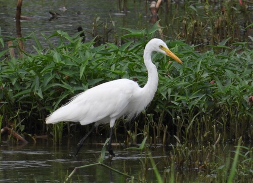 iNaturalist image