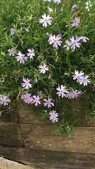 Phlox
