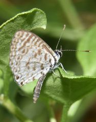 Leptotes cassius cassius