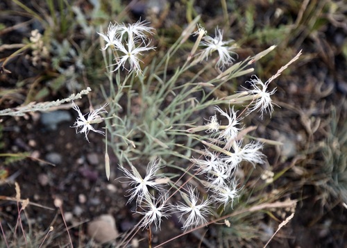 Dianthus kuschakewiczii, photograph 6