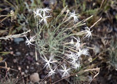 Dianthus kuschakewiczii, photograph (c) Dr. Alexey Yakovlev, some rights reserved (CC BY)