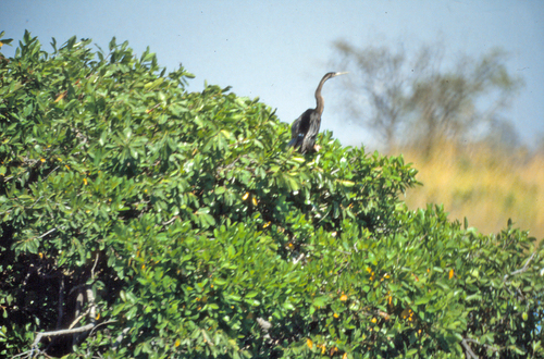 iNaturalist image