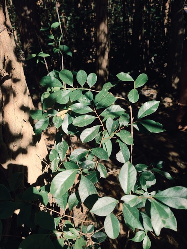 Eugenia observed 2026-06-05