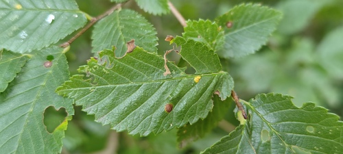 Elm Zigzag Sawfly, Lisse, Nederland, photo 10 of 10