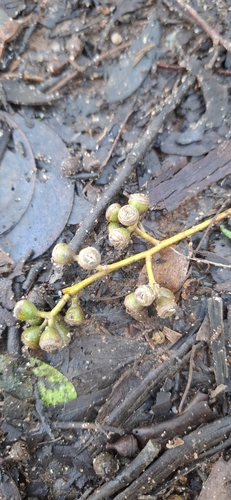 Eucalyptus mannifera observed 2026-07-18