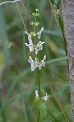 Stachys rigida rigida