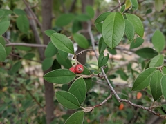 Cotoneaster glaucophyllus