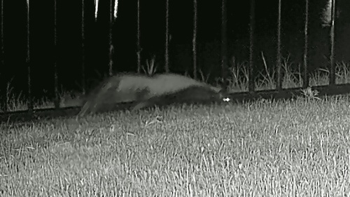 Striped Skunk observed by rick57