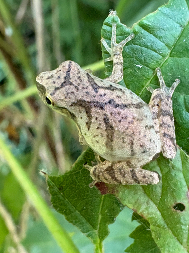 Spring Peeper observed by bender_real