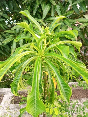 Plumeria pudica