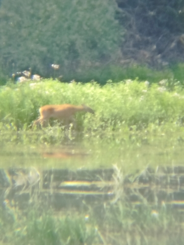 Western Roe Deer