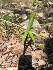 Lilieae