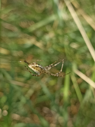 Wasp Spider
