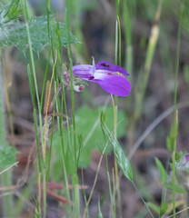 Collinsia sparsiflora collina